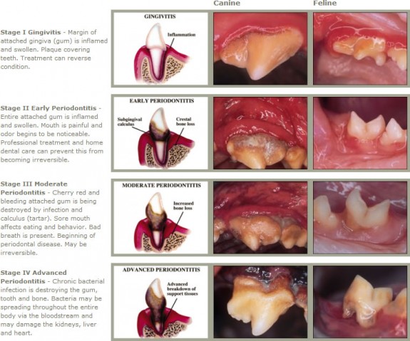 Dental Infographic